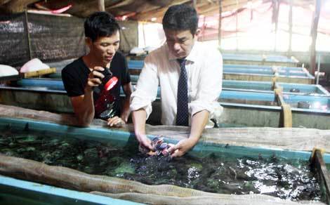 Hãi hùng thuốc mê khiến cá, ếch... lờ đờ