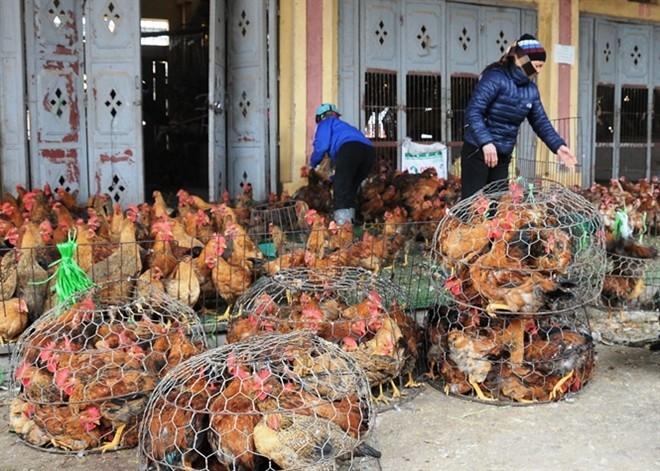 Gà miền Nam ngập tràn chợ Bắc