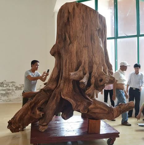 Đưa gốc sưa “khủng” vào bảo tàng trưng bày