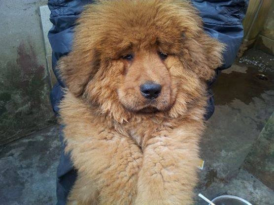 Chơi chó có giấy khai sinh: Trăm triệu mỗi con