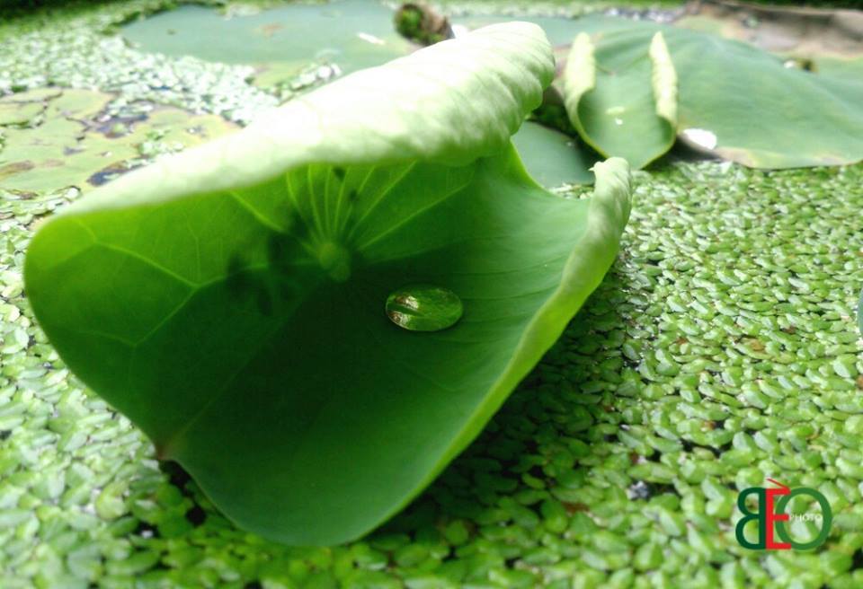 Kiệt sức, cạn tình với nhà chồng