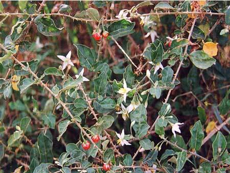 Thực hư thảo dược hỗ trợ điều trị bệnh gan