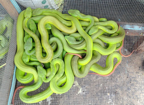 Rắn độc liên tục cắn dân, xã vẫn thờ ơ?