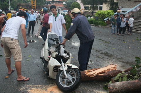 Mưa to, hơn 100 xe máy bị cây đổ đè bẹp