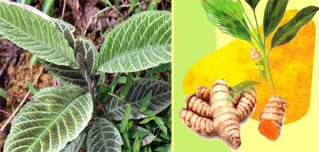 Khôi tía, nghệ vàng - thuốc quý cho bệnh dạ dày