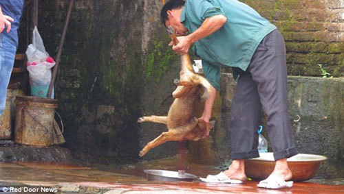 Cảnh cắt tiết chó trên phố Hà Nội lên báo Anh