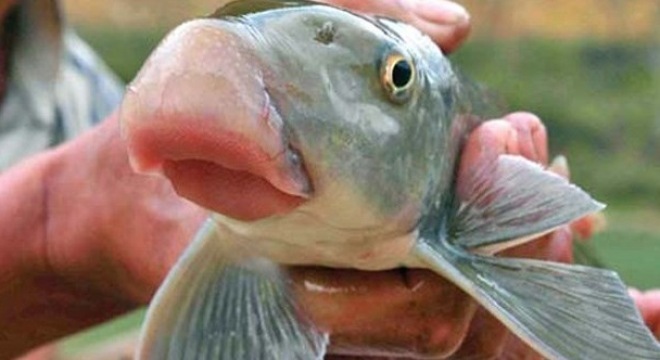 Ba đặc sản cá dân sành phải thử một lần trong đời