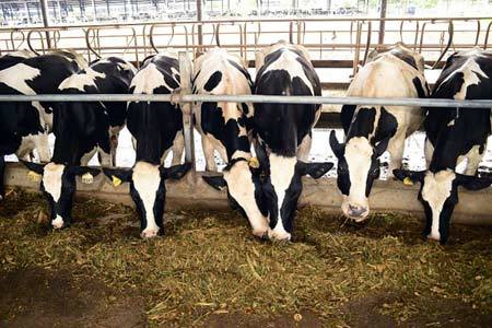 Áp chuẩn quốc tế với nguyên liệu sữa Việt