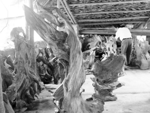 Đại gia rỉ tai nhau lùng mua tinh dầu ướp xác ngàn năm