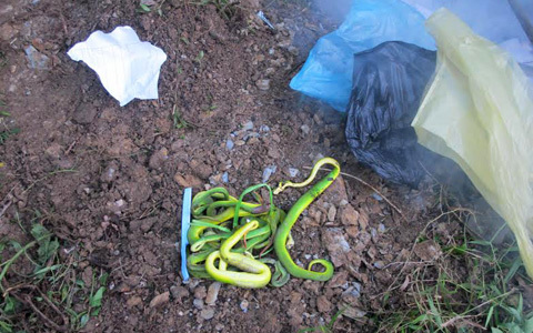 Clip: Rắn cực độc bò vào nhà dân ở Nghệ An