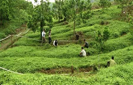Thung lũng cây thuốc Việt Nam ở Quảng Ninh