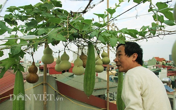 Ông chủ đất Hà thành với giàn bầu tiên giữa lưng chừng trời