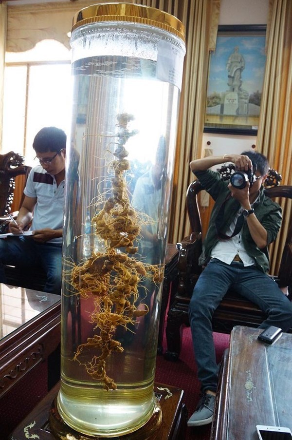 Sâm Ngọc Linh khủng nhất Việt Nam trong trụ sở TP.Tam Kỳ