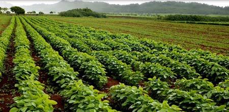 Dược liệu ‘sạch’ -  lợi thế của Đông dược Việt Nam