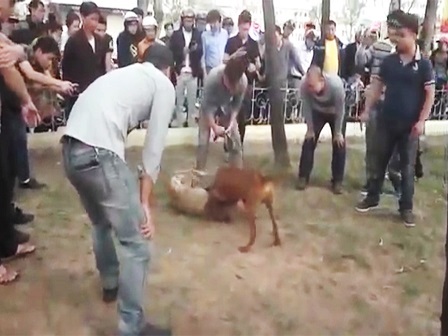 Chó chọi: Đổ tiền cho cuộc chơi đổ máu