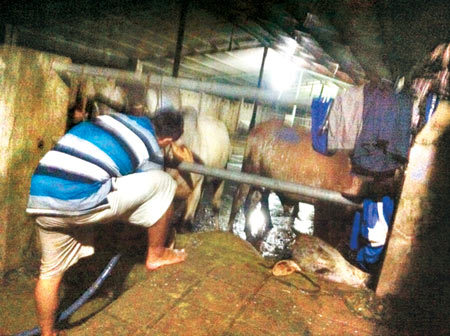 Thâm nhập 'đại bản doanh' bò bơm nước tăng trọng