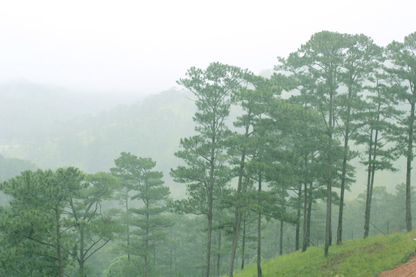 Đón đông lạnh giữa màn sương mờ ảo Đà Lạt