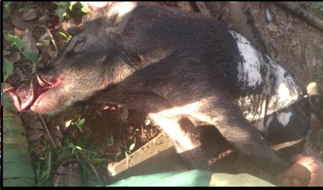 Kể lại phút heo rừng lao đến cắn nát chân người dân