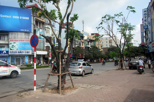 Hà Nội: 3,5 tỉ đồng thay thế 200 cây xanh trên phố