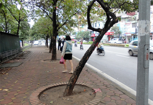 3,5 tỷ trồng 200 cây xanh vỉa hè: Hà Nội chơi hoang?