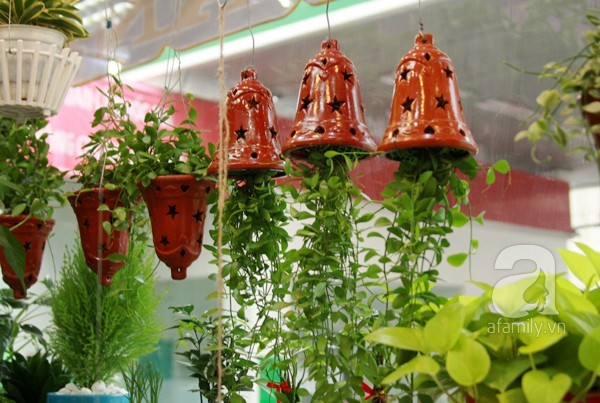 Dân Sài thành lên cơn sốt rước cây lạ vào nhà