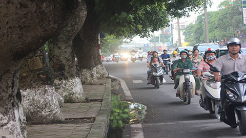 Đốn hạ cây cổ thụ thi công ga Depot tuyến Nhổn – Ga Hà Nội