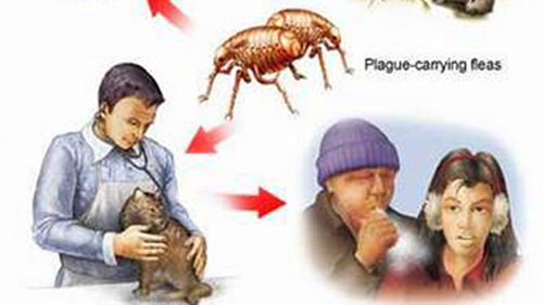 Dịch hạch có nguy cơ xâm nhập vào Việt Nam