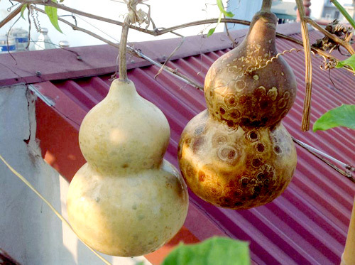 Giàn hồ lô hiếm có giữa Hà Thành