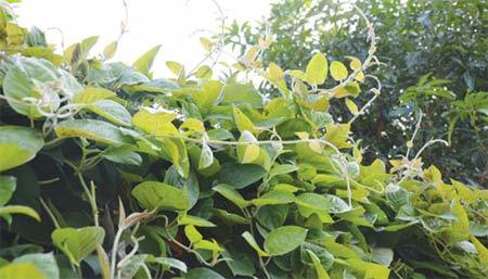 Viêm đại tràng, hết sợ ăn nhờ thảo dược