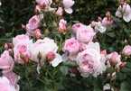 Vườn hồng trên sân thượng đẹp nhất Việt Nam!