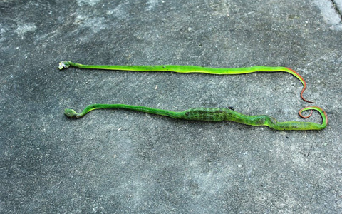 Bộ Y tế 'mách nước' trị rắn lục đuôi đỏ