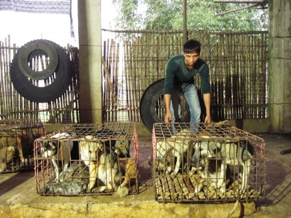 Về làng buôn chó lớn nhất xứ Thanh