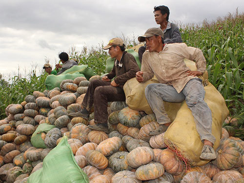 Cả làng rớt nước mắt vì bí đỏ