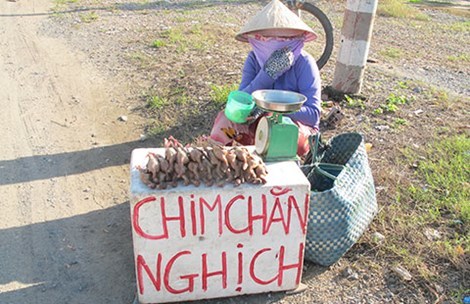Biến chim cút nuôi thành đặc sản chim rừng