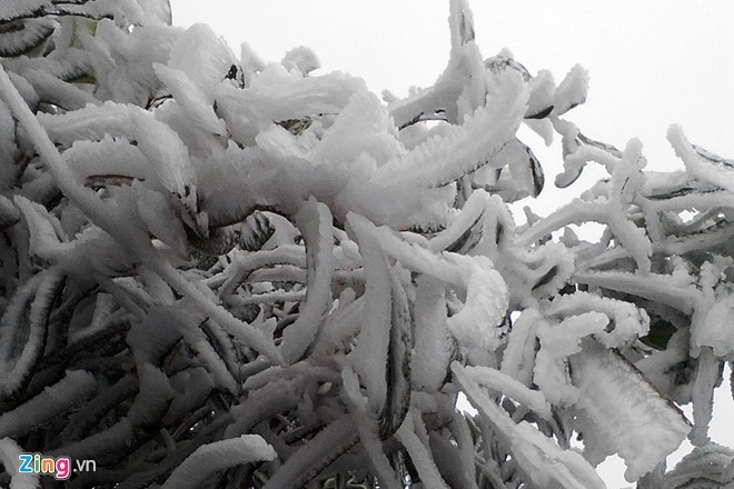 Rét âm 1 độ C, băng giá phủ trắng Fansipan