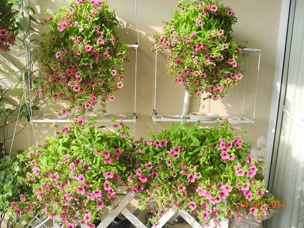 Mốt đua hoa ban công của chị em công sở