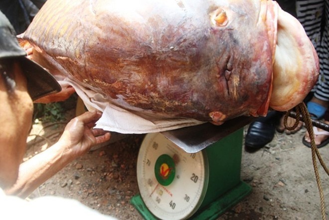 Bữa tiệc của đại gia: Gà Đông Tảo 'xịn', cá hô 'khủng'