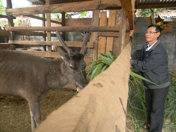 Nhung nai ế ẩm, rẻ hơn bò thịt