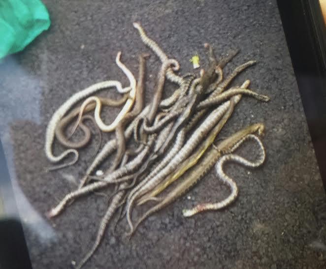 Truy tìm kẻ thả hàng trăm con rắn xuống khu dân cư