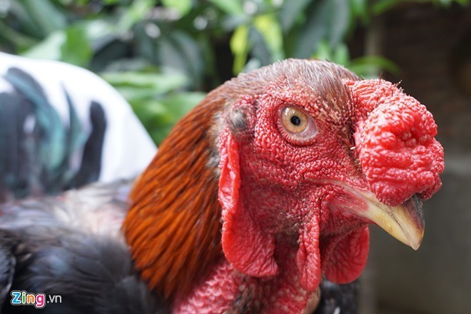 Thưởng Tết bằng gà tiến vua, giò ngựa bạch