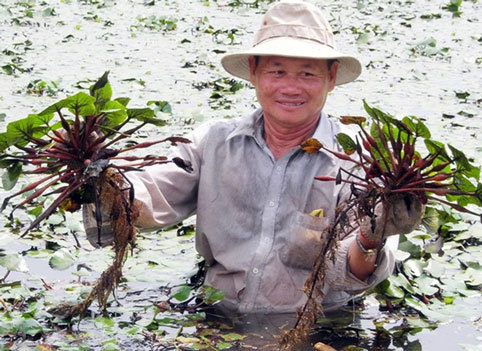 Ngọt bùi ấu gai