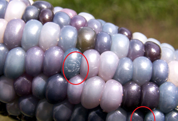 Săn lùng 'ngô kim cương', nuôi lợn rừng đón Tết