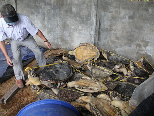 Hạ sát rùa biển bán sang Trung Quốc