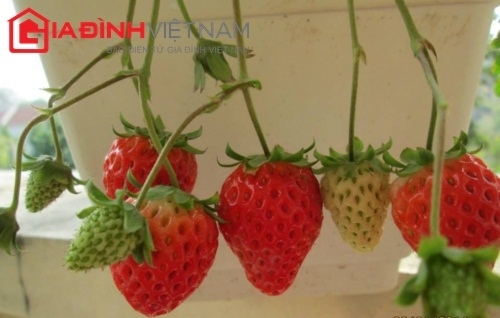 Vườn dâu tây nặng quả trên ban công nhà cao tầng Hà Nội