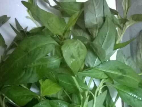 Thực hư rau răm làm giảm ham muốn ở quý ông