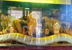 Chuyện kể rắn hổ mang chúa lớn nhất Việt Nam