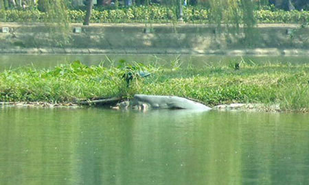 Cụ rùa Hồ Gươm ngoi lên bờ ngày đầu năm mới