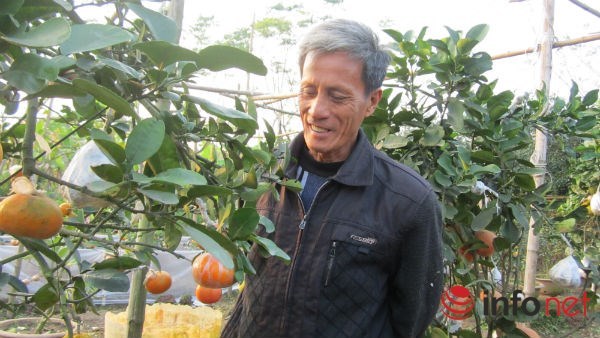 Vườn ‘siêu cây’ 9 loại quả bạc tỷ của lão nông Hà Nội