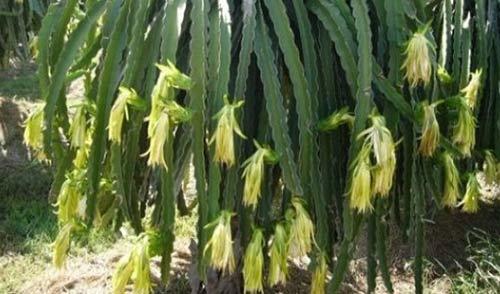 Chiêu hiểm thương lái TQ: Mua rễ hồ tiêu, hoa thanh long