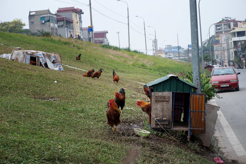 Lạ Hà Nội: Chiếm triền đê nuôi đặc sản gà vườn